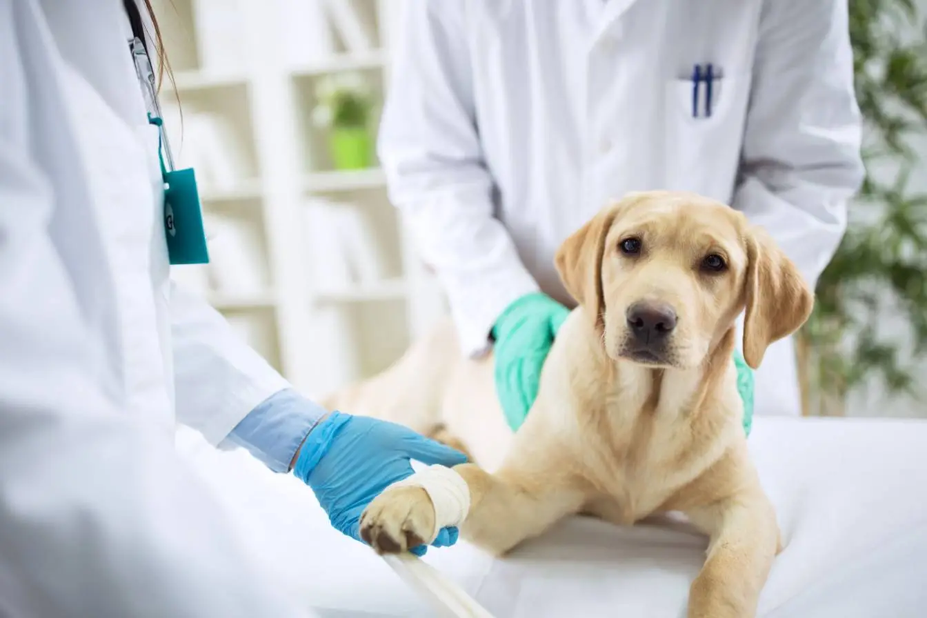 Top Natural Remedies for Pet Pain Relief